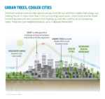 Why Plant Trees in Cities? Because They Protect Our Most Vulnerable ...